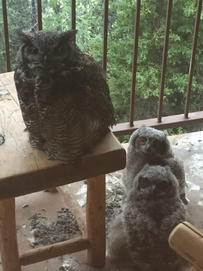 Owls at Denali Princess Wilderness Lodge
