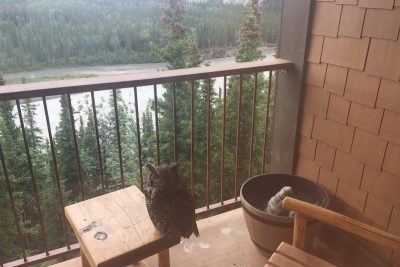 Owls at Denali Princess Wilderness Lodge