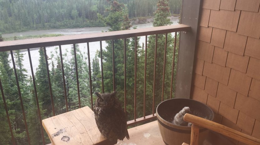 Owls at Denali Princess Wilderness Lodge