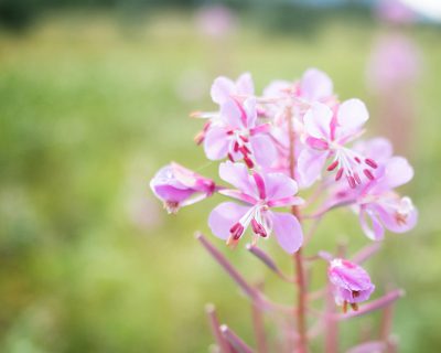 Flowers on a fireweed plant