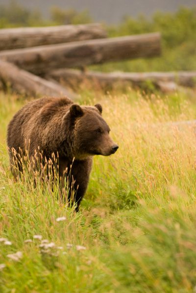 Grizzly bear roaming through grasses in Alaska