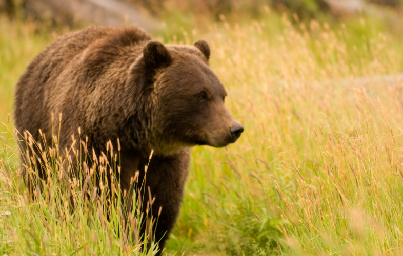 Grizzly bear roaming through grasses in Alaska