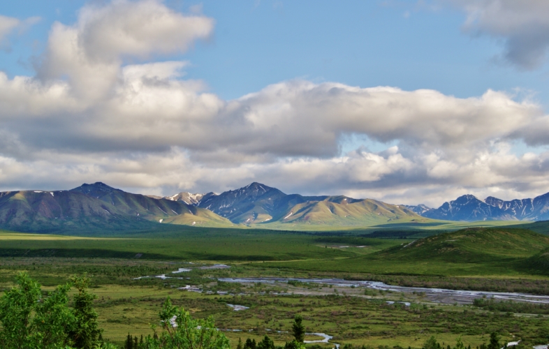 A view from within Denali National Park