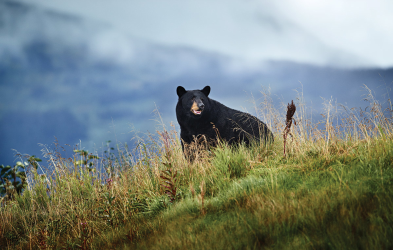 Black bear on a hill in the grass