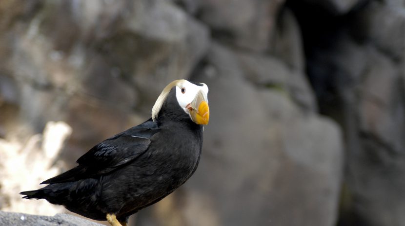 Both tufted (pictured) and horned puffins can be found in Kenai Fjords National Park.