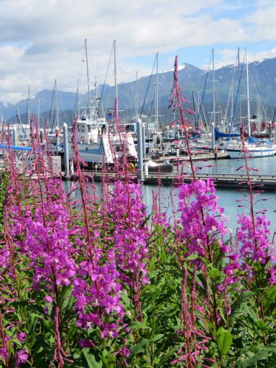 Sailboats and fishing boats in a harbor with fireweed in the foreground
