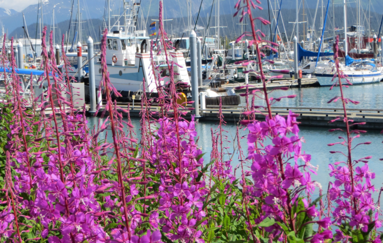 Sailboats and fishing boats in a harbor with fireweed in the foreground