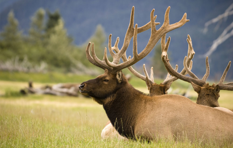 Elk at the Wildlife Conservation Center