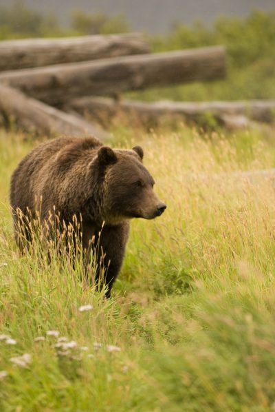 Alaska Grizzly Bear roaming through tall grasses