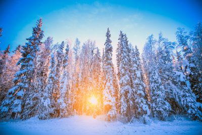 Snow-covered trees outside of Fairbanks, Alaska