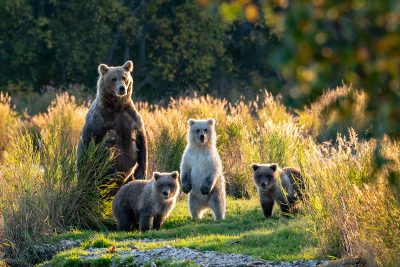 Mom bear and cubs