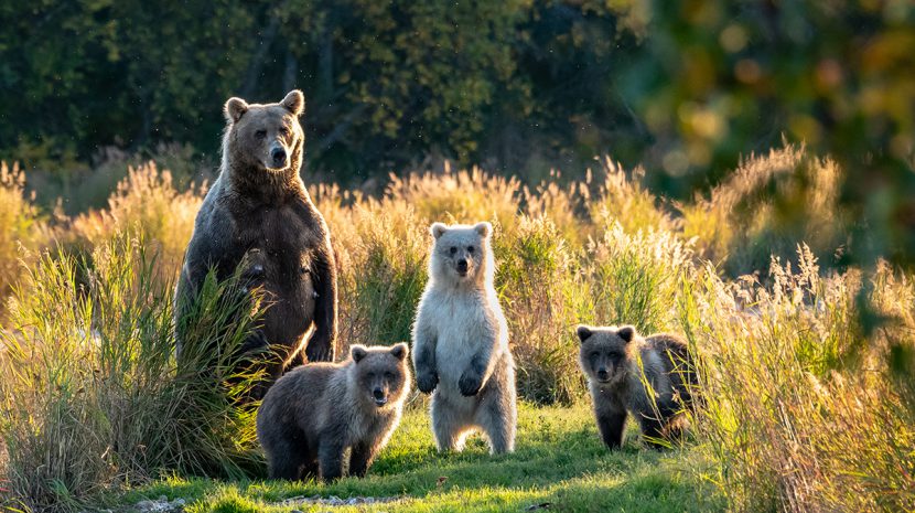 Mom bear and cubs