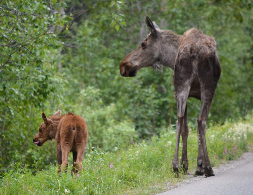 Mama moose and baby