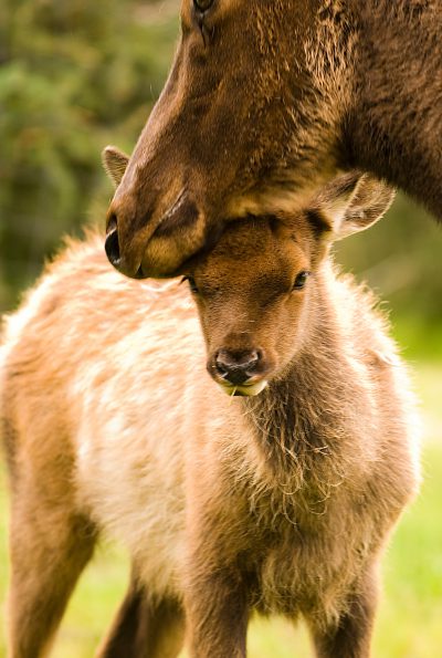 Mom and baby elk