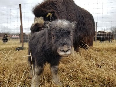 Musk ox mom and baby