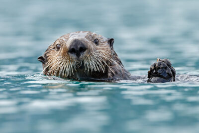 Sea otter