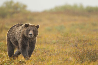 Brown bear in Denali National Park
