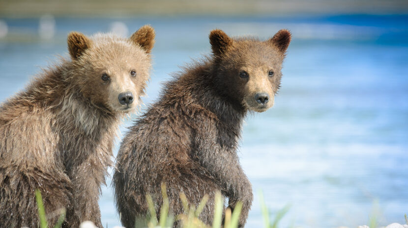 Spring in Alaska: Adventure is heating up