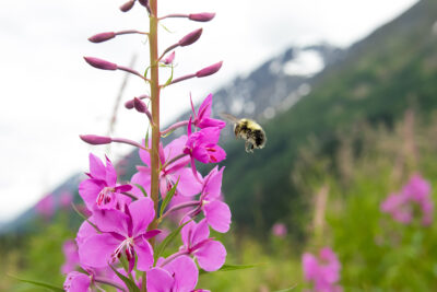 Bee landing on fireweed