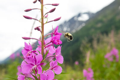 Bee landing on fireweed