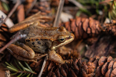 wood frog