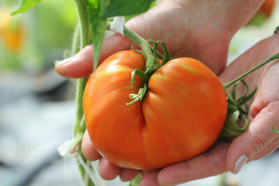 Large tomato