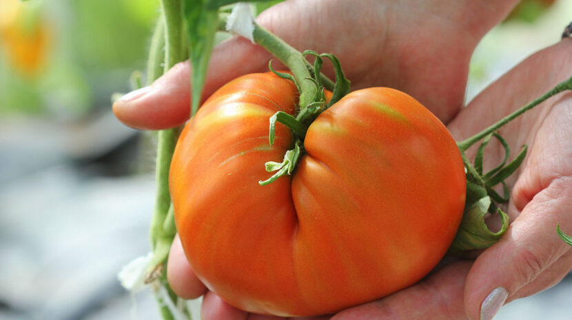 Giant vegetables in Alaska