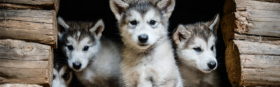 Sled Dog puppies